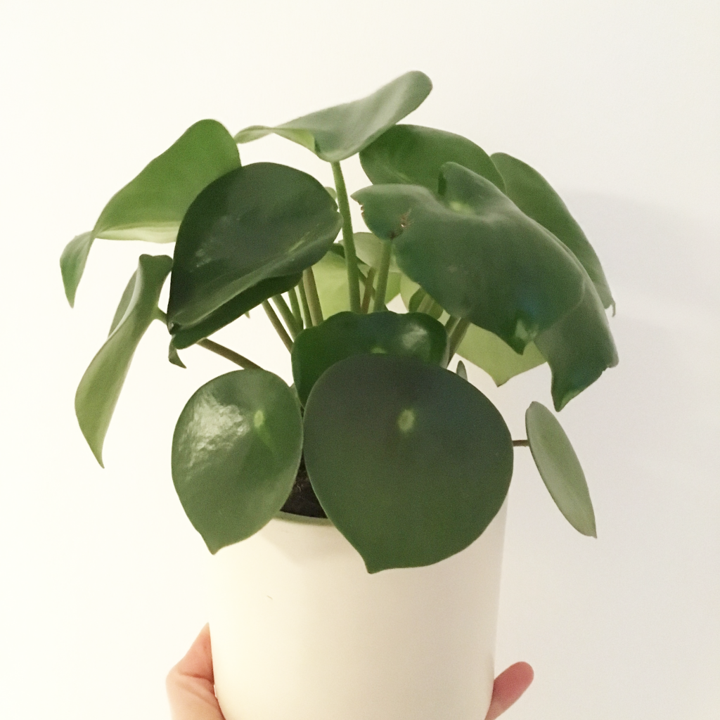 peperomia