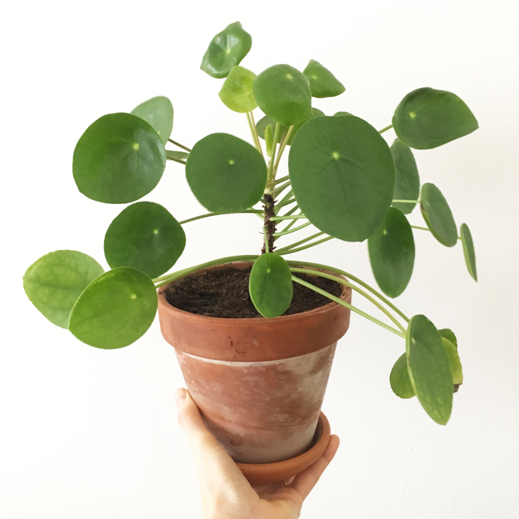 pilea2